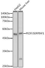 PEDF Antibody in Western Blot (WB)