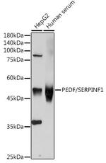 PEDF Antibody in Western Blot (WB)