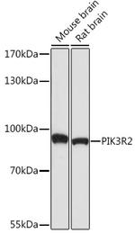 PIK3R2 Antibody in Western Blot (WB)