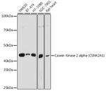 CK2 alpha-1 Antibody in Western Blot (WB)