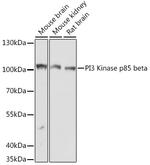 PIK3R2 Antibody in Western Blot (WB)