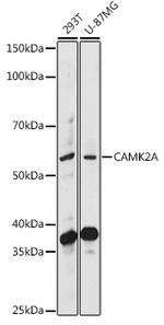 CaMKII alpha Antibody in Western Blot (WB)