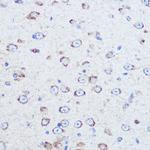 Reelin Antibody in Immunohistochemistry (Paraffin) (IHC (P))