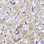 SERC1 Antibody in Immunohistochemistry (Paraffin) (IHC (P))