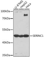 SERC1 Antibody in Western Blot (WB)