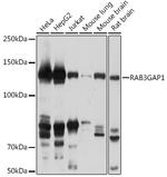 RAB3GAP1 Antibody in Western Blot (WB)