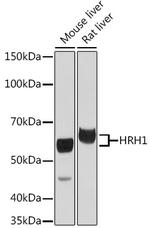 HRH1 Antibody in Western Blot (WB)