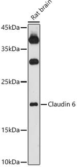 Claudin 6 Antibody in Western Blot (WB)