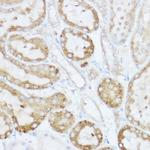 NEURL1B Antibody in Immunohistochemistry (Paraffin) (IHC (P))