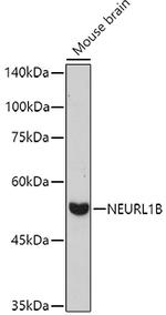 NEURL1B Antibody in Western Blot (WB)