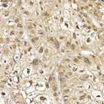 Cullin 1 Antibody in Immunohistochemistry (Paraffin) (IHC (P))