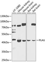 Urokinase Antibody in Western Blot (WB)