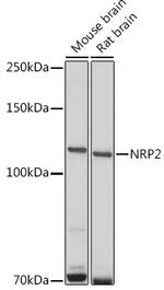 Neuropilin 2 Antibody in Western Blot (WB)