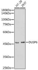 MKP3 Antibody in Western Blot (WB)