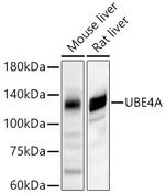 UBE4A Antibody in Western Blot (WB)