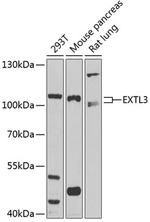 EXTL3 Antibody in Western Blot (WB)