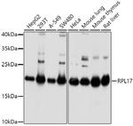 RPL17 Antibody in Western Blot (WB)