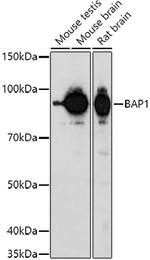 BAP1 Antibody in Western Blot (WB)