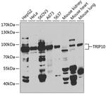 TRIP10 Antibody in Western Blot (WB)