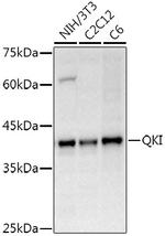 QKI Antibody in Western Blot (WB)