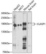 CLASP1 Antibody in Western Blot (WB)