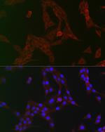 GCN2 Antibody in Immunocytochemistry (ICC/IF)