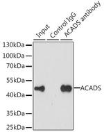 ACADS Antibody in Immunoprecipitation (IP)