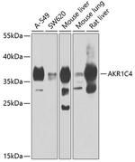 AKR1C4 Antibody in Western Blot (WB)
