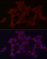 WDR45 Antibody in Immunocytochemistry (ICC/IF)