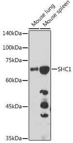 SHC Antibody in Western Blot (WB)