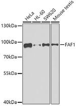 FAF1 Antibody in Western Blot (WB)