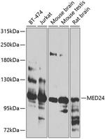 THRAP4 Antibody in Western Blot (WB)