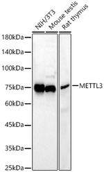 METTL3 Antibody in Western Blot (WB)