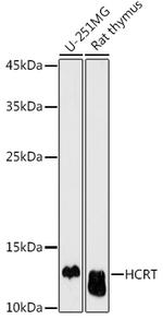 Orexin Antibody in Western Blot (WB)