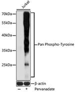 Phosphotyrosine Antibody in Western Blot (WB)