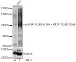 Phospho-IR/IGF1R (Tyr1165, Tyr1166, Tyr1189, Tyr1190) Antibody in Western Blot (WB)