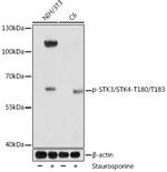 Phospho-MST1/MST2 (Thr183, Thr180) Antibody in Western Blot (WB)