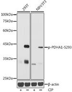 Phospho-PDHA1 (Ser293) Antibody in Western Blot (WB)