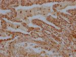 LTC4S Antibody in Immunohistochemistry (Paraffin) (IHC (P))