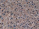 PGRP-S Antibody in Immunohistochemistry (Paraffin) (IHC (P))