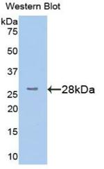 STING Antibody in Western Blot (WB)