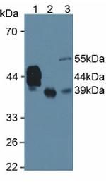 HPR Antibody in Western Blot (WB)