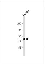 ACSL4 Antibody in Western Blot (WB)