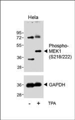 Phospho-MEK1 (Ser218, Ser222) Antibody in Western Blot (WB)