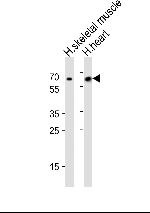 CRY2 Antibody in Western Blot (WB)