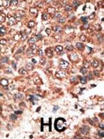 MMP20 Antibody in Immunohistochemistry (Paraffin) (IHC (P))