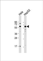 MMP20 Antibody in Western Blot (WB)