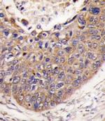 FXN Antibody in Immunohistochemistry (Paraffin) (IHC (P))