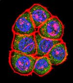 TBP Antibody in Immunocytochemistry (ICC/IF)