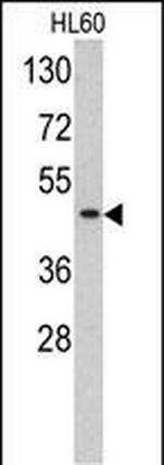 TBP Antibody in Western Blot (WB)